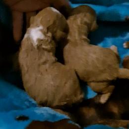 Boy 1 - Red  male Poodle puppy in Greenville, Texas from RhineStone Poodles