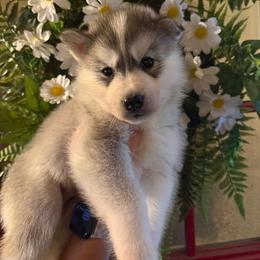 Parsley - Sable and white male Siberian Husky puppy in West Baldwin, Maine from Douglas Mountain Farm and Kennel