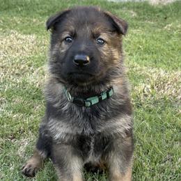 Remy - Sable male German Shepherd puppy in Pelzer, South Carolina from Lisa's Canines