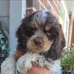 Blue - male Cocker Spaniel puppy in Jenks, Oklahoma from Northstar Shih Tzu