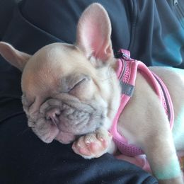 Bulldogs and French Bulldogs from The Georgia Bully Bunch