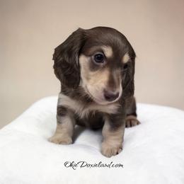Cowboy - Chocolate and cream male Dachshund puppy in Oklahoma City, Oklahoma from OkieDoxieland Dachshunds