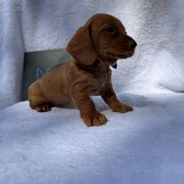 Boy 2 - Red male Dachshund puppy in Stilwell, Oklahoma from Johnson Dachshund’s
