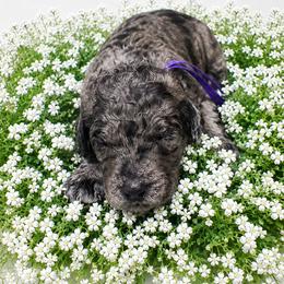 Purple - Merle female Goldendoodle puppy in Fairmount, Georgia from Muscadine Meadows Farm