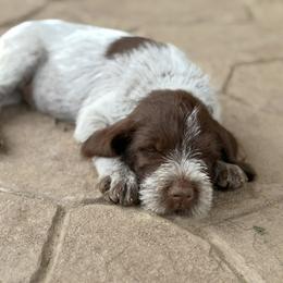 Grey Collar Male - Brown and gray male Wirehaired Pointing Griffon puppy in Sheldon, Vermont from Ole Poor Farm