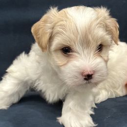 Boy Cayne - Red Havanese puppy in Manteca, California from Once Upon A Havanese