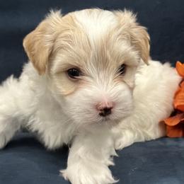 Boy Cayne - Red Havanese puppy in Manteca, California from Once Upon A Havanese