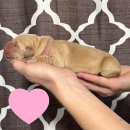 Pink - Hope - Golden female Golden Retriever puppy in Cadillac, Michigan from K & M Golden Retrievers