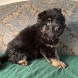 Green collar boy - Black and red male German Shepherd puppy in Coleta, Illinois from Four Leaf Farm- Vom Vierblättriges Bauernhof