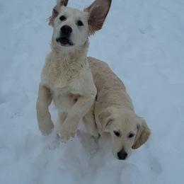 Golden Retriever All Grown Up from Bear Ridge Kennels