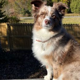 Jasper - Toy Australian Shepherd