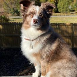 Jasper - Toy Australian Shepherd