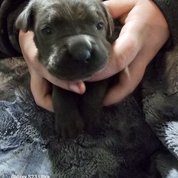Girl 5 - Gray female Cane Corso puppy in Dunnellon, Florida from Touch of Spice Kennels