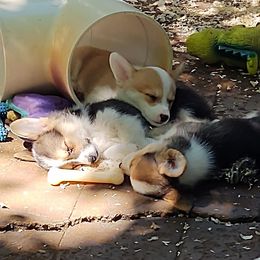 Pembroke Welsh Corgi Puppies from Heulyn Corgis