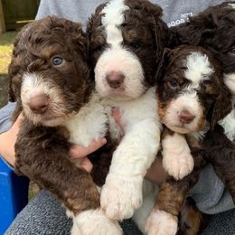 Bernedoodle Puppies from Joy's Dood Ranch