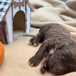 2 of 2 brown male - male Newfypoo puppy in Brandenburg, Kentucky from Bluegrass River Newfoundlands