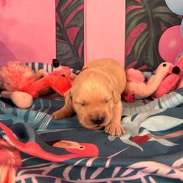 Girl 3 (Rollei) (red collar) - Light golden female Golden Retriever puppy in Hubbard, Ohio from Whickering Pines Golden Retrievers