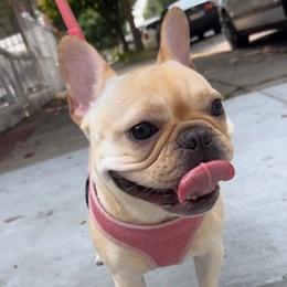 Mochi - French Bulldog