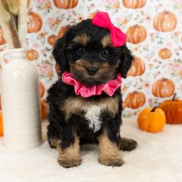 Cockapoo Puppies from Firm Foundation Cockapoos