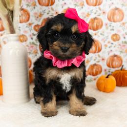 Cockapoo Puppies from Firm Foundation Cockapoos