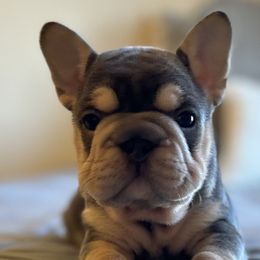 French Bulldogs and Poodles from Huddle Puppies