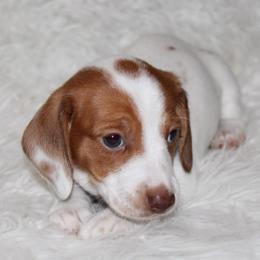 Red Piebald Female - Piebald female Dachshund puppy in Lily, Kentucky from Little Acres Miniature Dachshunds