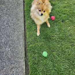 Pomeranian Puppies from Highlander Pomeranians