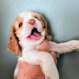 Guava - Red and white female Cocker Spaniel puppy in Bayfield, Colorado from Lucky Doodle Creations