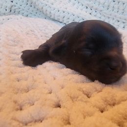 Havapoo Puppies from Little Wyo Doodles