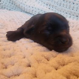 Havapoo Puppies from Little Wyo Doodles
