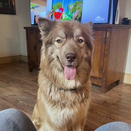 Aurora - Siberian Husky