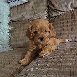 Trixy - Red female Cavapoo puppy in Blackfoot, Idaho from Rocky Desert Goldens and Cavaliers