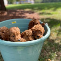 Goldendoodle and Poodle Puppies from Honey Blossom Doodles