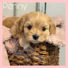 Penny - Ruby female Cavachon puppy in Smoot, Wyoming from Designer Mountain Mutts