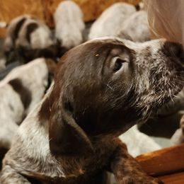 Wirehaired Pointing Griffon Puppies from Idaho Wirehaired Pointing Griffons