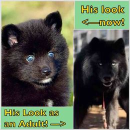 Shadow black wolf colored Pomsky - Black male Pomsky puppy in Perkins, Oklahoma from A-Dream Pomsky Kennel