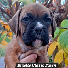 Brielle - Fawn female Boxer puppy in Statesboro, Georgia, Georgia from Mischievous Boxers