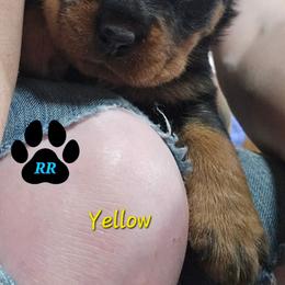 Yellow - Black and mahogany female Rottweiler puppy in Tangent, Oregon from Raya's Royals