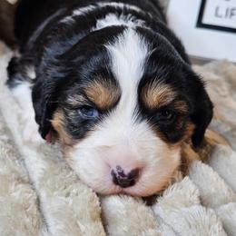 Bandit - Black and white male Companion Cross puppy in Decatur, Illinois from Petite Pups
