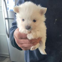 Rajah - White female Pomeranian puppy in Newport News, Virginia from Itty Bitty Poms