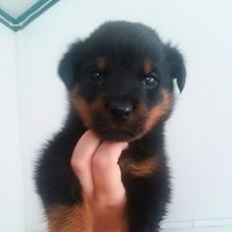 Rottweiler Puppies from Linda Sprouse