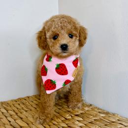 Archer - Apricot male Poodle puppy in Morehead, Kentucky from Paw Perfect Pets
