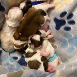 Pekingese puppies from Melissa's Pekingese