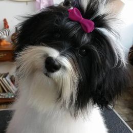 Havanese Puppies from SunWyst Havanese