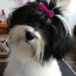 Havanese Puppies from SunWyst Havanese