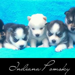 Pomsky Puppies from Indiana Pomsky