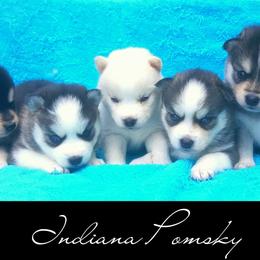 Pomsky Puppies from Indiana Pomsky
