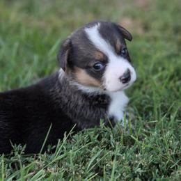 Male 1 - Black and tan male Pembroke Welsh Corgi puppy in Portland, North Dakota from Sliding stop corgis