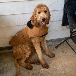 Goldendoodles from Oodles of Doodles