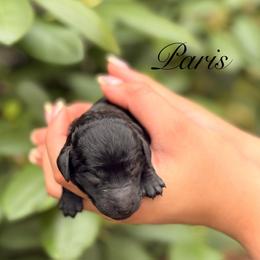 Paris - Black female Poodle puppy in Eugene, Oregon from Mount Zion Kennels